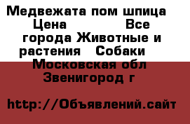 Медвежата пом шпица › Цена ­ 40 000 - Все города Животные и растения » Собаки   . Московская обл.,Звенигород г.